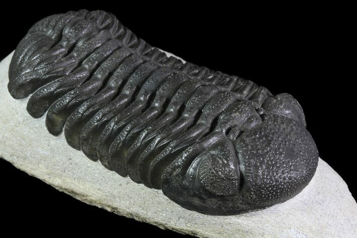 Large, Barrandeops Trilobite - Morocco #84529